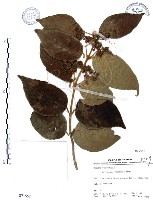 藏品(杜虹花，台灣紫珠)的圖片