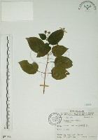 藏品(馬櫻丹)的圖片