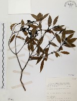 藏品(山肉桂、台灣肉桂)的圖片