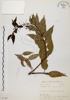 藏品(山肉桂、台灣肉桂)的圖片