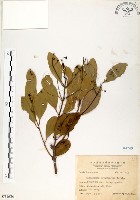 藏品(土樟)的圖片