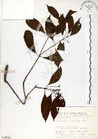 藏品(瓊楠)的圖片