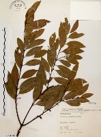 藏品(山肉桂、台灣肉桂)的圖片