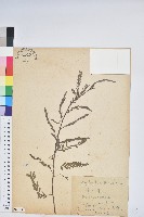 藏品(葉下珠、珠仔草)的圖片