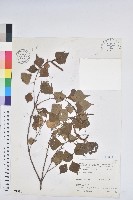 藏品(烏臼)的圖片