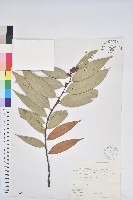 藏品(刺栲、鉤栗、火燒柯)的圖片