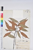 藏品(刺栲、鉤栗、火燒柯)的圖片