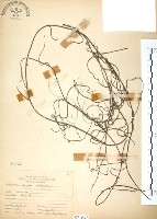 藏品(無根草)的圖片