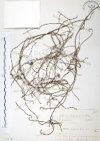 藏品(無根草)的圖片