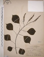 藏品(烏臼)的圖片