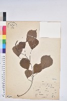 藏品(烏臼)的圖片