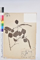 藏品(烏臼)的圖片