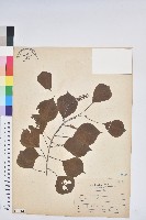 藏品(烏臼)的圖片