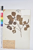 藏品(烏臼)的圖片