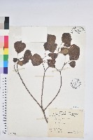 藏品(烏臼)的圖片