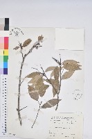 藏品(圓果青剛櫟)的圖片