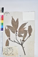 藏品(青剛櫟、鐵椆)的圖片