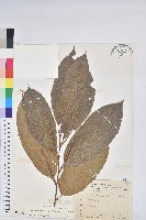 藏品(板栗)的圖片