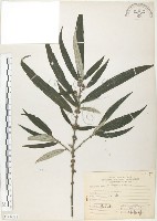 藏品(水麻)的圖片