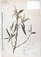 藏品(水麻)的圖片