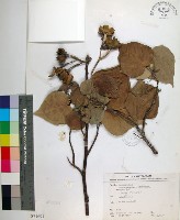 藏品(黃槿)的圖片