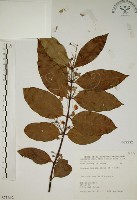 藏品(猿尾藤)的圖片