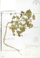 藏品(冬葵子)的圖片