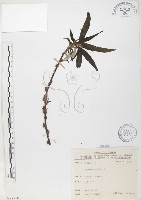 藏品(水麻)的圖片