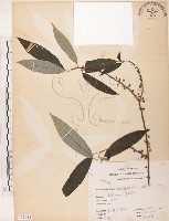 藏品(水麻)的圖片