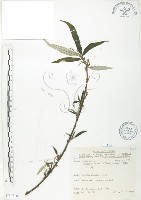 藏品(水麻)的圖片