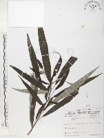 藏品(水麻)的圖片