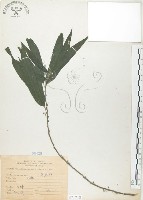 藏品(水麻)的圖片