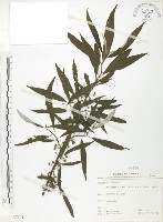 藏品(水麻)的圖片