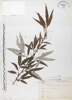 藏品(水麻)的圖片