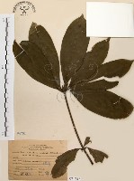 藏品(五掌楠)的圖片