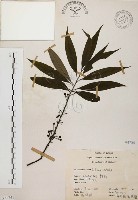 藏品(山胡椒)的圖片