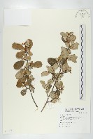 藏品()的圖片