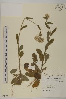 藏品(日本假蓬)的圖片