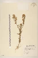 藏品(野茼蒿)的圖片