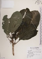 藏品(紅頭咬人狗)的圖片