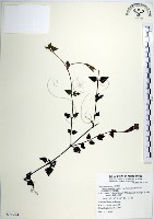 藏品(倒地蜈蚣、四角銅鑼)的圖片