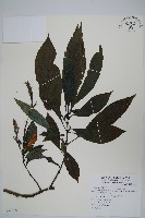 藏品(長穗馬藍)的圖片
