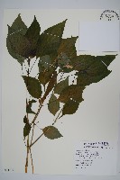 藏品(六角英, 槍刀菜)的圖片