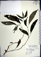 藏品(角桐草、台灣半蒴苣苔)的圖片