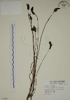 藏品(野菰)的圖片