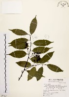 藏品(墨點櫻桃、黑星櫻)的圖片