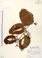 藏品(糙莖菝契)的圖片