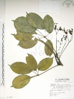 藏品(石月、橢圓葉石月)的圖片