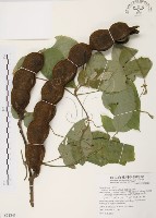 藏品(山葛)的圖片