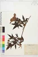 藏品(繡球藤)的圖片